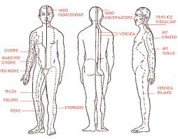 I Meridiani Energetici Nel Corpo Giulia Montefusco