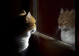 gatto specchio